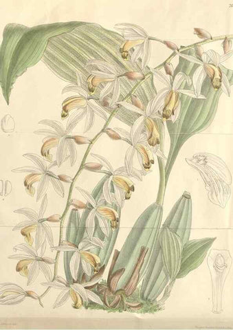 Reproducción/Reproduction 35052096740: Curtis's botanical magazine.. London ; New York [etc.] :Academic Press [etc.]