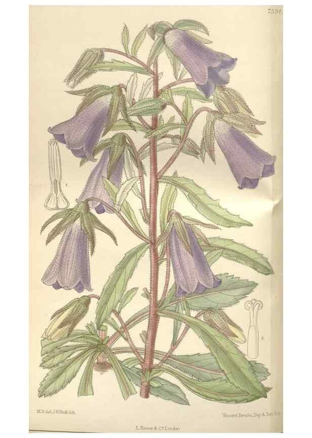 Reproducción/Reproduction 35439055805: Curtis's botanical magazine.. London ; New York [etc.] :Academic Press [etc.]