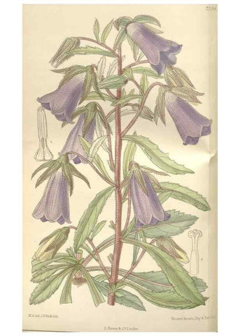 Reproducción/Reproduction 35439055805: Curtis's botanical magazine.. London ; New York [etc.] :Academic Press [etc.]