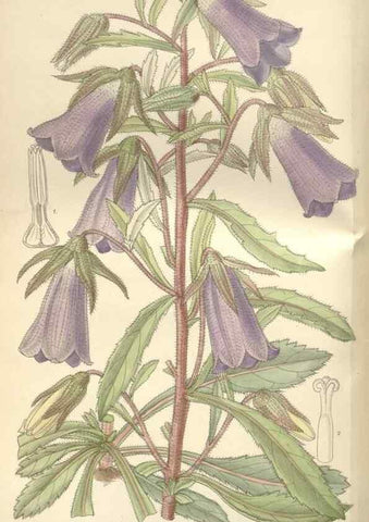 Reproducción/Reproduction 35439055805: Curtis's botanical magazine.. London ; New York [etc.] :Academic Press [etc.]