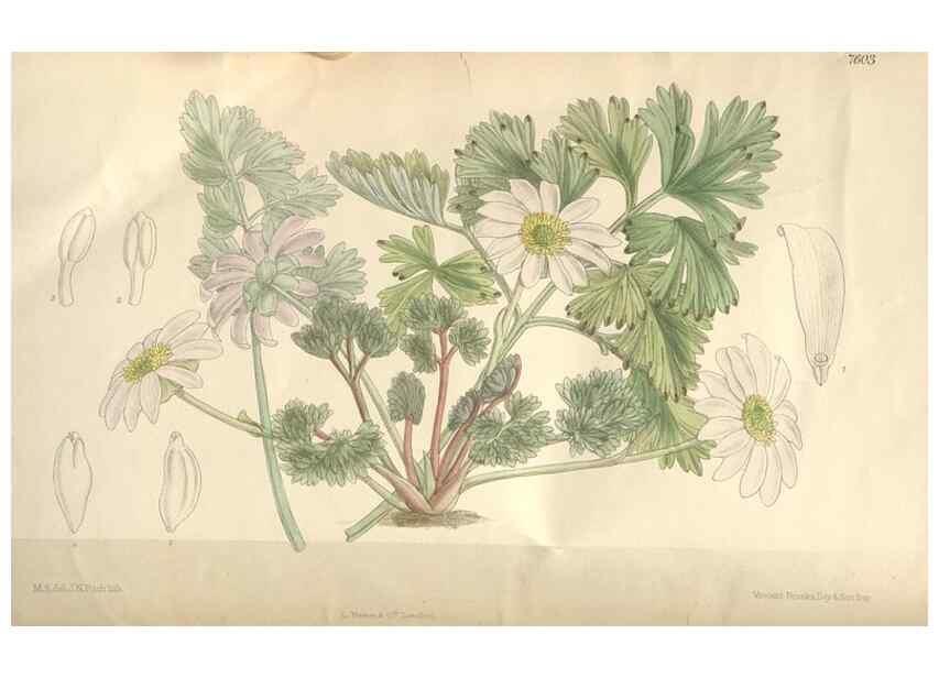 Reproducción/Reproduction 35052098120: Curtis's botanical magazine.. London ; New York [etc.] :Academic Press [etc.]