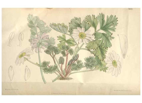Reproducción/Reproduction 35052098120: Curtis's botanical magazine.. London ; New York [etc.] :Academic Press [etc.]