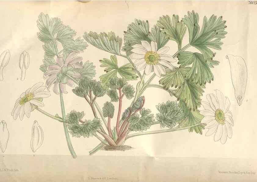 Reproducción/Reproduction 35052098120: Curtis's botanical magazine.. London ; New York [etc.] :Academic Press [etc.]