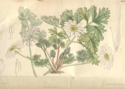 Reproducción/Reproduction 35052098120: Curtis's botanical magazine.. London ; New York [etc.] :Academic Press [etc.]