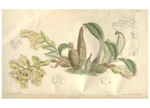 Reproducción/Reproduction 35052101570: Curtis's botanical magazine.. London ; New York [etc.] :Academic Press [etc.]