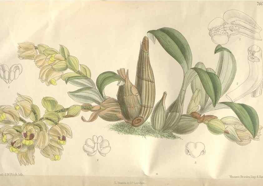 Reproducción/Reproduction 35052101570: Curtis's botanical magazine.. London ; New York [etc.] :Academic Press [etc.]