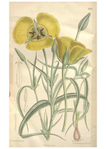 Reproducción/Reproduction 35052103790: Curtis's botanical magazine.. London ; New York [etc.] :Academic Press [etc.]