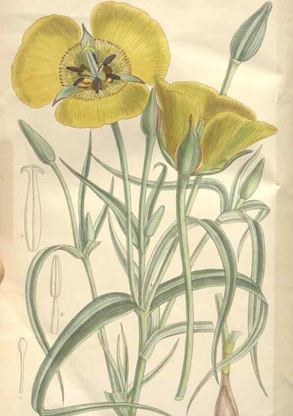 Reproducción/Reproduction 35052103790: Curtis's botanical magazine.. London ; New York [etc.] :Academic Press [etc.]