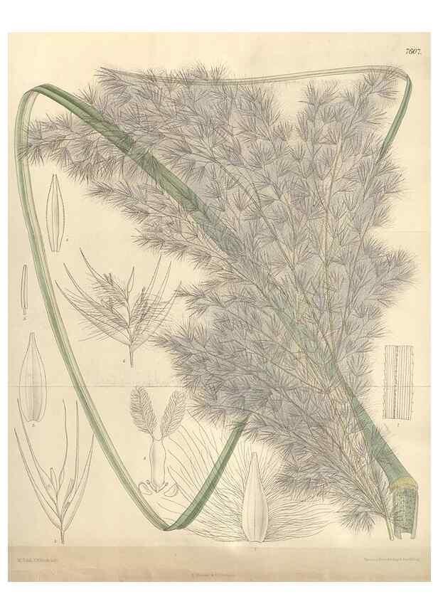 Reproducción/Reproduction 35052105490: Curtis's botanical magazine.. London ; New York [etc.] :Academic Press [etc.]