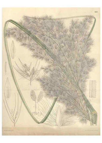 Reproducción/Reproduction 35052105490: Curtis's botanical magazine.. London ; New York [etc.] :Academic Press [etc.]