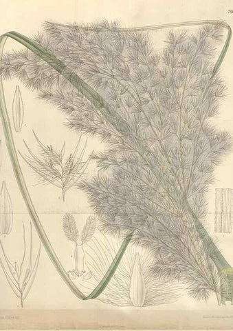 Reproducción/Reproduction 35052105490: Curtis's botanical magazine.. London ; New York [etc.] :Academic Press [etc.]