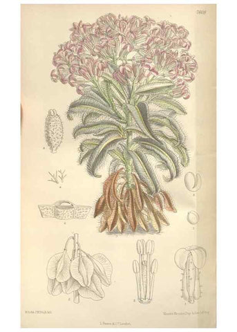 Reproducción/Reproduction 35399380146: Curtis's botanical magazine.. London ; New York [etc.] :Academic Press [etc.]