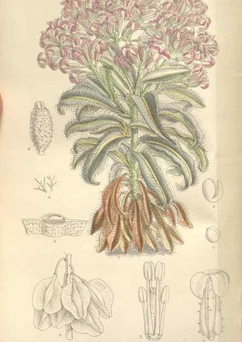 Reproducción/Reproduction 35399380146: Curtis's botanical magazine.. London ; New York [etc.] :Academic Press [etc.]