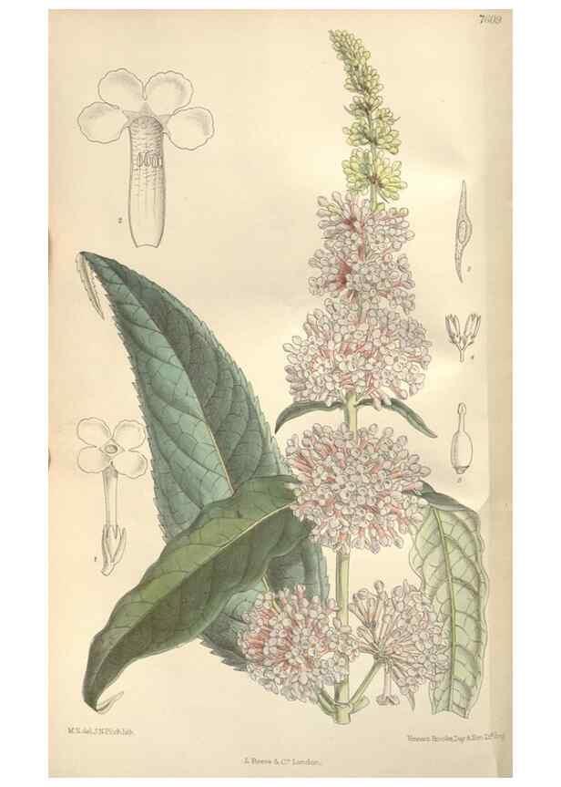 Reproducción/Reproduction 35272502962: Curtis's botanical magazine.. London ; New York [etc.] :Academic Press [etc.]
