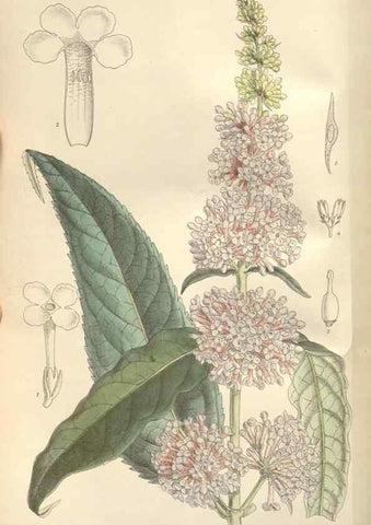 Reproducción/Reproduction 35272502962: Curtis's botanical magazine.. London ; New York [etc.] :Academic Press [etc.]