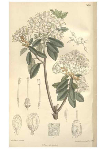 Reproducción/Reproduction 35272504942: Curtis's botanical magazine.. London ; New York [etc.] :Academic Press [etc.]
