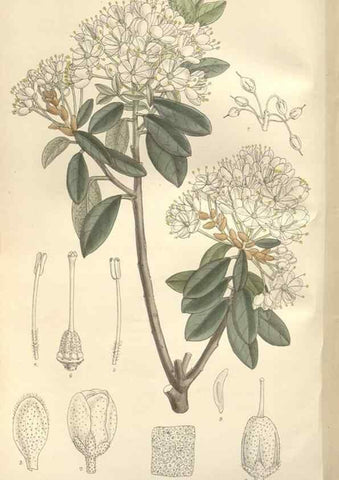 Reproducción/Reproduction 35272504942: Curtis's botanical magazine.. London ; New York [etc.] :Academic Press [etc.]