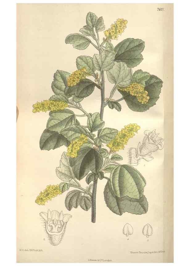 Reproducción/Reproduction 35272506732: Curtis's botanical magazine.. London ; New York [etc.] :Academic Press [etc.]