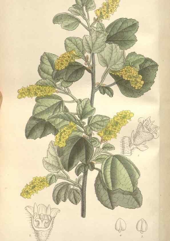 Reproducción/Reproduction 35272506732: Curtis's botanical magazine.. London ; New York [etc.] :Academic Press [etc.]