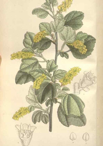Reproducción/Reproduction 35272506732: Curtis's botanical magazine.. London ; New York [etc.] :Academic Press [etc.]