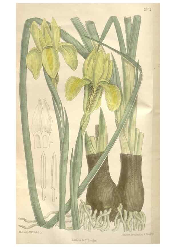 Reproducción/Reproduction 35052100040: Curtis's botanical magazine.. London ; New York [etc.] :Academic Press [etc.]