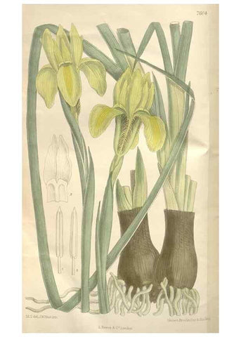 Reproducción/Reproduction 35052100040: Curtis's botanical magazine.. London ; New York [etc.] :Academic Press [etc.]