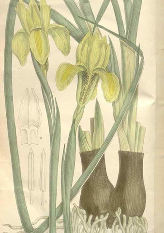 Reproducción/Reproduction 35052100040: Curtis's botanical magazine.. London ; New York [etc.] :Academic Press [etc.]