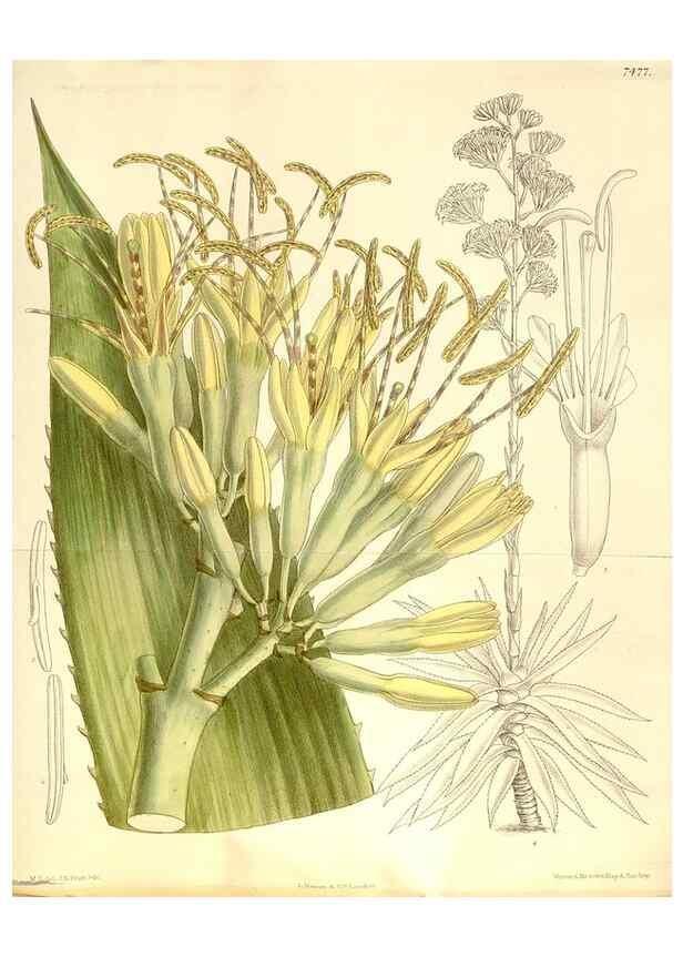 Reproducción/Reproduction 34628930603: Curtis's botanical magazine.. London ; New York [etc.] :Academic Press [etc.]
