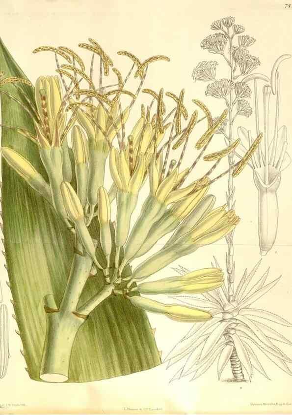 Reproducción/Reproduction 34628930603: Curtis's botanical magazine.. London ; New York [etc.] :Academic Press [etc.]