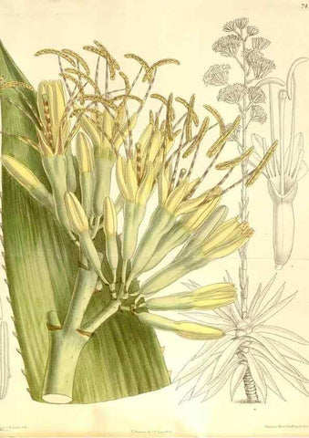 Reproducción/Reproduction 34628930603: Curtis's botanical magazine.. London ; New York [etc.] :Academic Press [etc.]