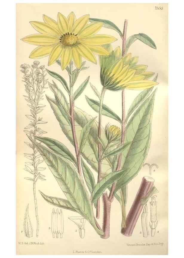 Reproducción/Reproduction 35399230646: Curtis's botanical magazine.. London ; New York [etc.] :Academic Press [etc.]