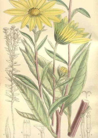 Reproducción/Reproduction 35399230646: Curtis's botanical magazine.. London ; New York [etc.] :Academic Press [etc.]