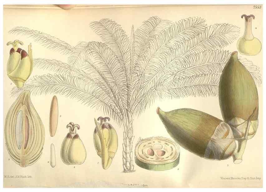 Reproducción/Reproduction 35399225136: Curtis's botanical magazine.. London ; New York [etc.] :Academic Press [etc.]
