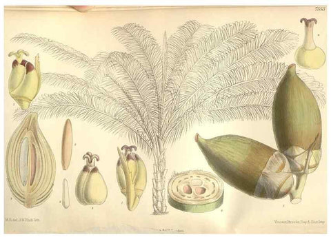 Reproducción/Reproduction 35399225136: Curtis's botanical magazine.. London ; New York [etc.] :Academic Press [etc.]