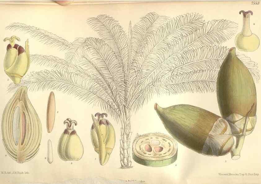 Reproducción/Reproduction 35399225136: Curtis's botanical magazine.. London ; New York [etc.] :Academic Press [etc.]