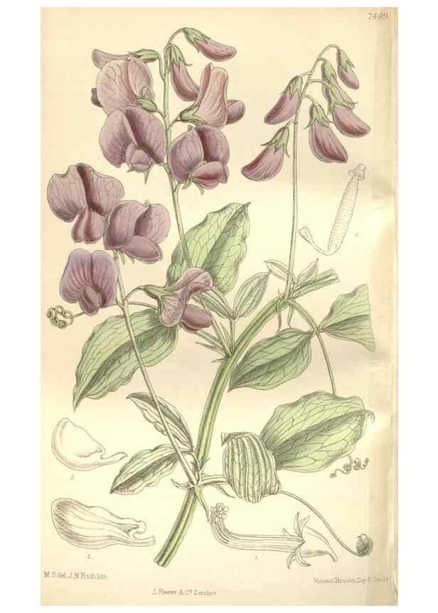Reproducción/Reproduction 35309109651: Curtis's botanical magazine.. London ; New York [etc.] :Academic Press [etc.]