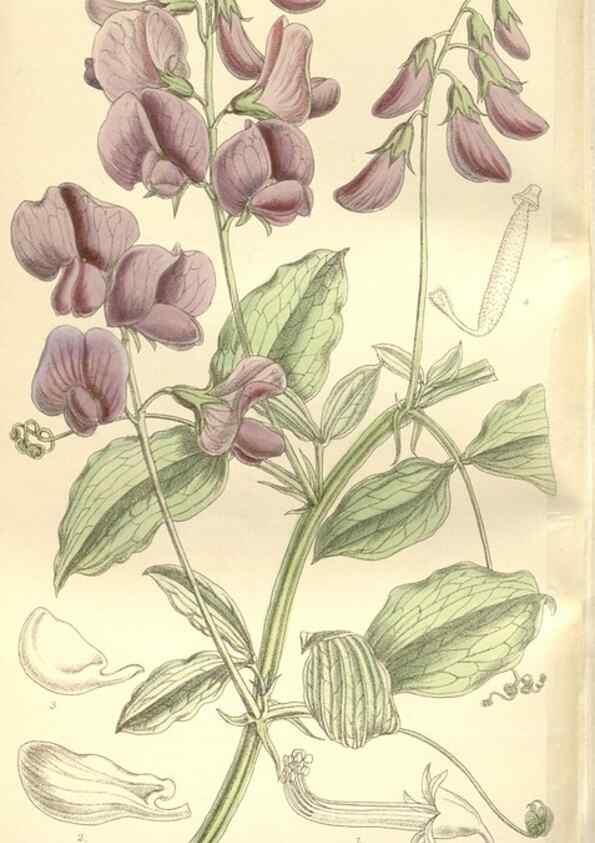 Reproducción/Reproduction 35309109651: Curtis's botanical magazine.. London ; New York [etc.] :Academic Press [etc.]