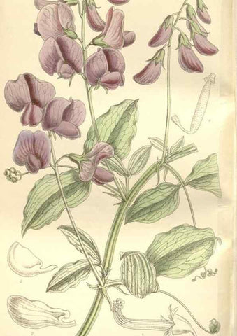 Reproducción/Reproduction 35309109651: Curtis's botanical magazine.. London ; New York [etc.] :Academic Press [etc.]