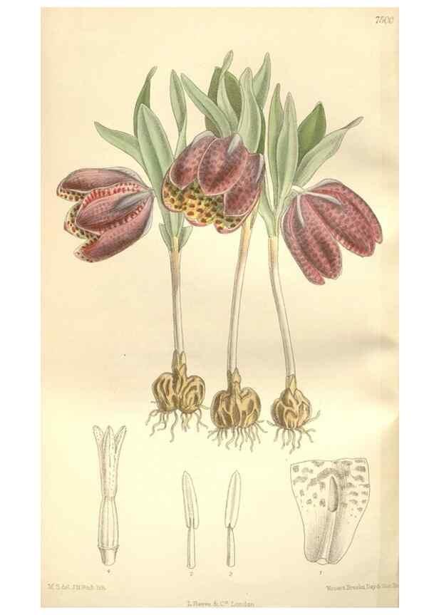 Reproducción/Reproduction 35309111041: Curtis's botanical magazine.. London ; New York [etc.] :Academic Press [etc.]
