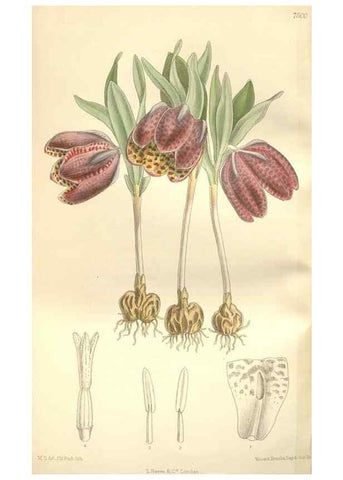 Reproducción/Reproduction 35309111041: Curtis's botanical magazine.. London ; New York [etc.] :Academic Press [etc.]
