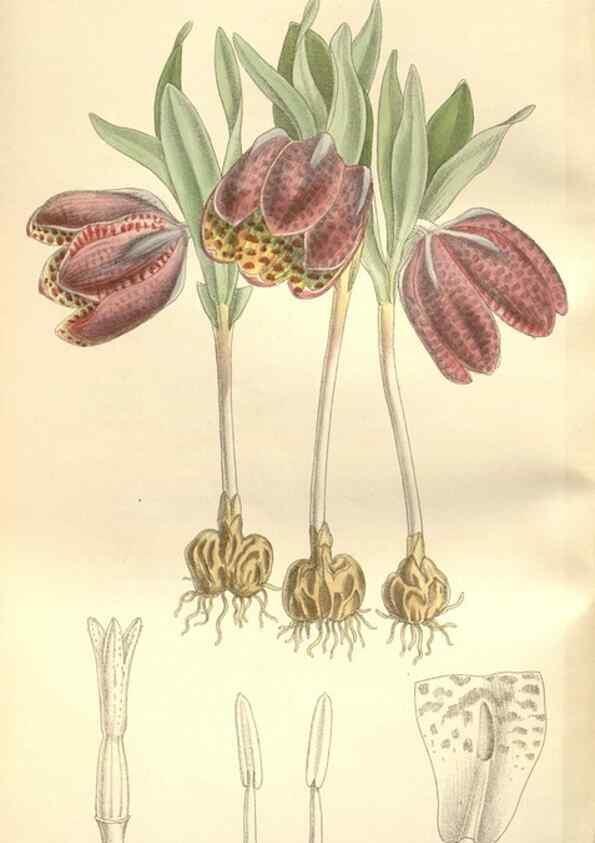 Reproducción/Reproduction 35309111041: Curtis's botanical magazine.. London ; New York [etc.] :Academic Press [etc.]