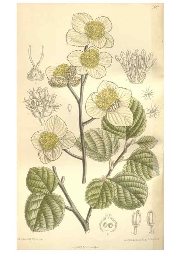 Reproducción/Reproduction 35399097366: Curtis's botanical magazine.. London ; New York [etc.] :Academic Press [etc.]
