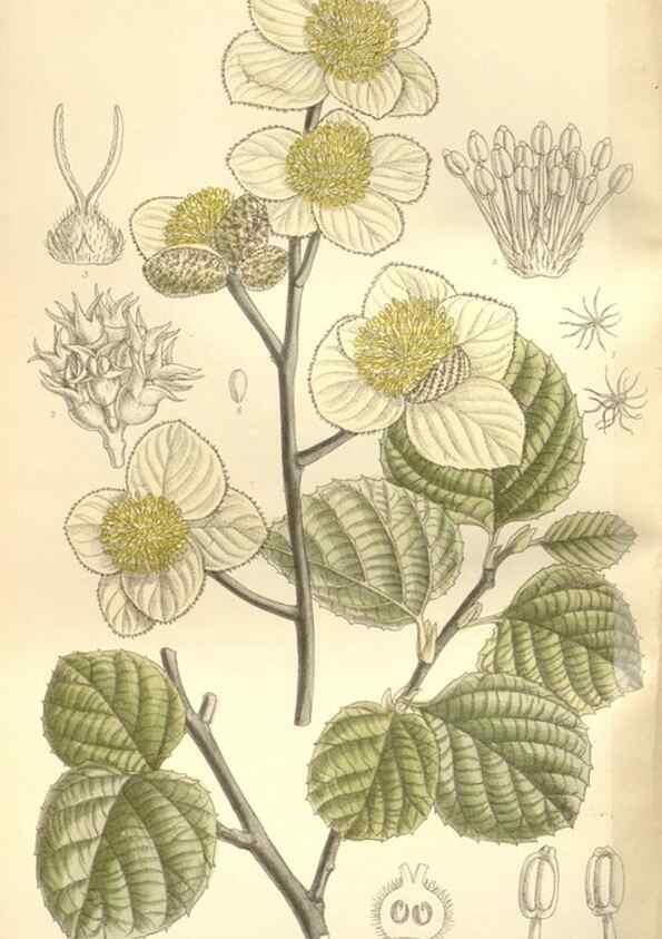 Reproducción/Reproduction 35399097366: Curtis's botanical magazine.. London ; New York [etc.] :Academic Press [etc.]