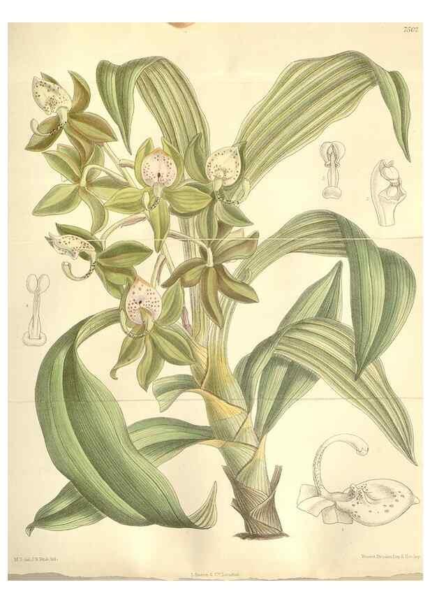 Reproducción/Reproduction 34597034714: Curtis's botanical magazine.. London ; New York [etc.] :Academic Press [etc.]