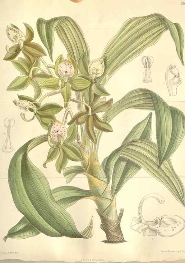 Reproducción/Reproduction 34597034714: Curtis's botanical magazine.. London ; New York [etc.] :Academic Press [etc.]