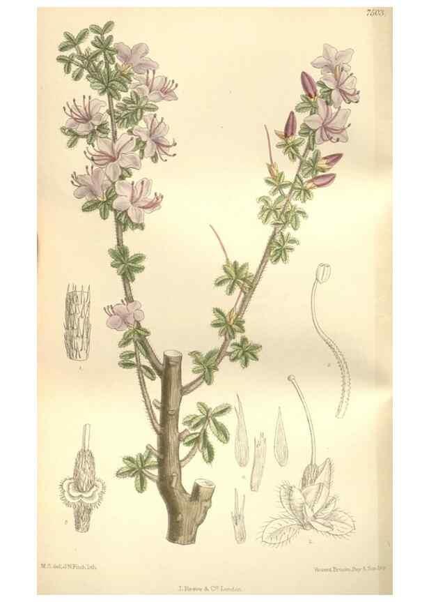 Reproducción/Reproduction 35051747690: Curtis's botanical magazine.. London ; New York [etc.] :Academic Press [etc.]
