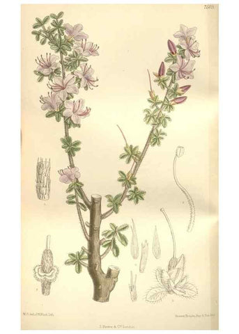 Reproducción/Reproduction 35051747690: Curtis's botanical magazine.. London ; New York [etc.] :Academic Press [etc.]