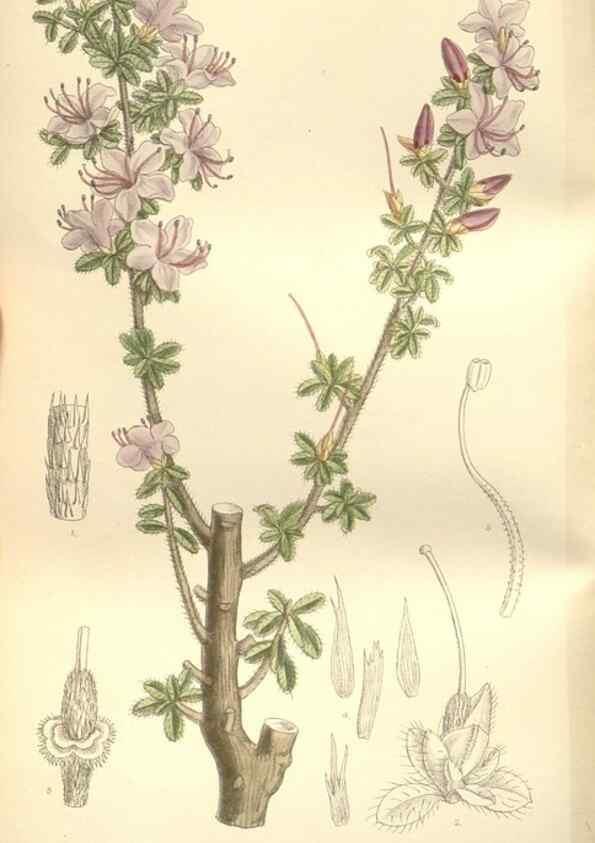 Reproducción/Reproduction 35051747690: Curtis's botanical magazine.. London ; New York [etc.] :Academic Press [etc.]