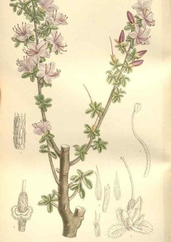 Reproducción/Reproduction 35051747690: Curtis's botanical magazine.. London ; New York [etc.] :Academic Press [etc.]