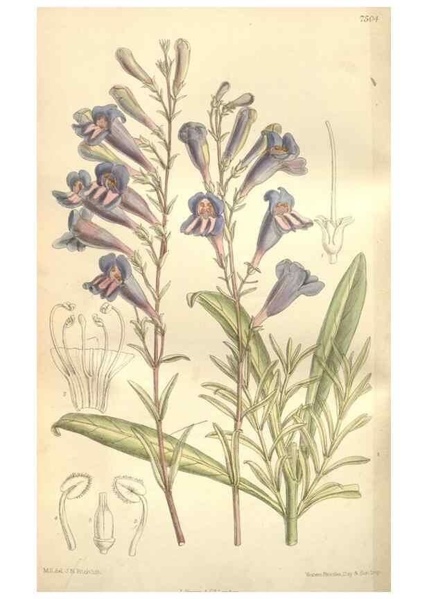 Reproducción/Reproduction 35272242912: Curtis's botanical magazine.. London ; New York [etc.] :Academic Press [etc.]